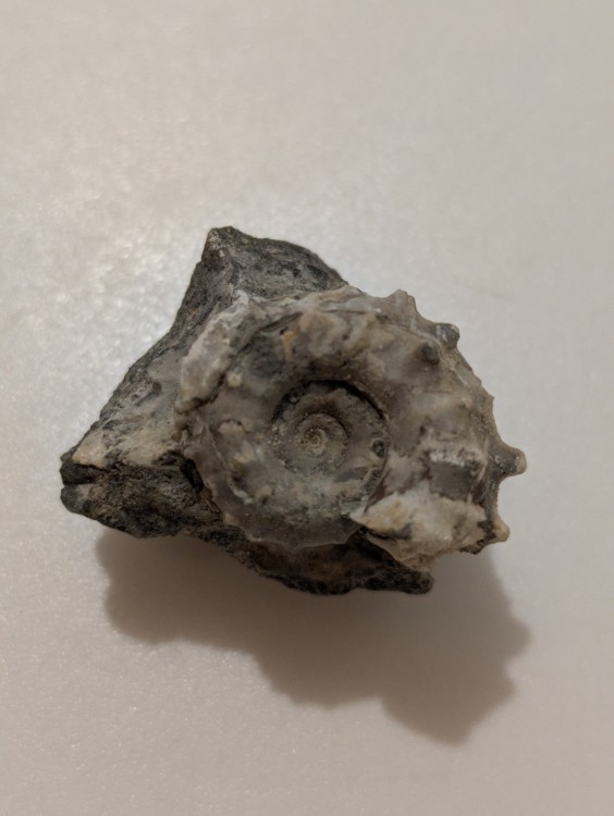 ammonite calcite.jpg
