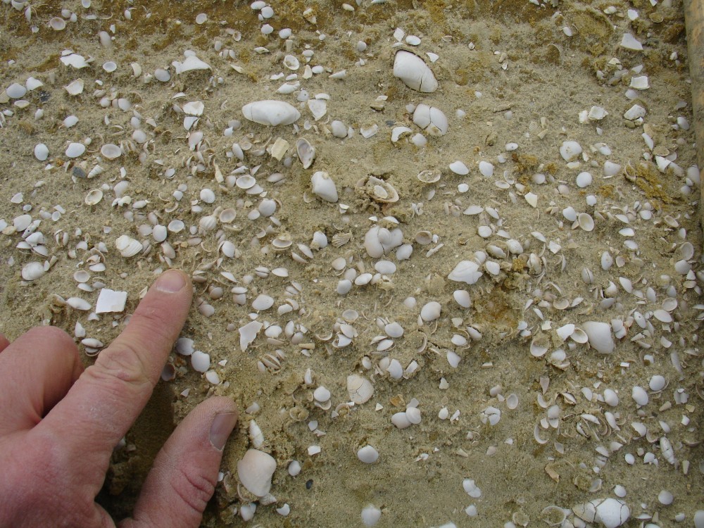 bivalves_n_situ_bartonien_2006_1.JPG
