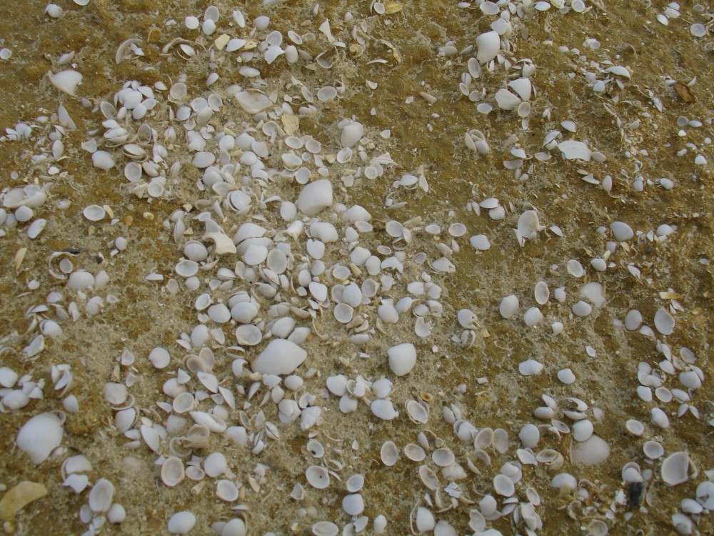 bivalves_n_situ_bartonien_2006_2.JPG