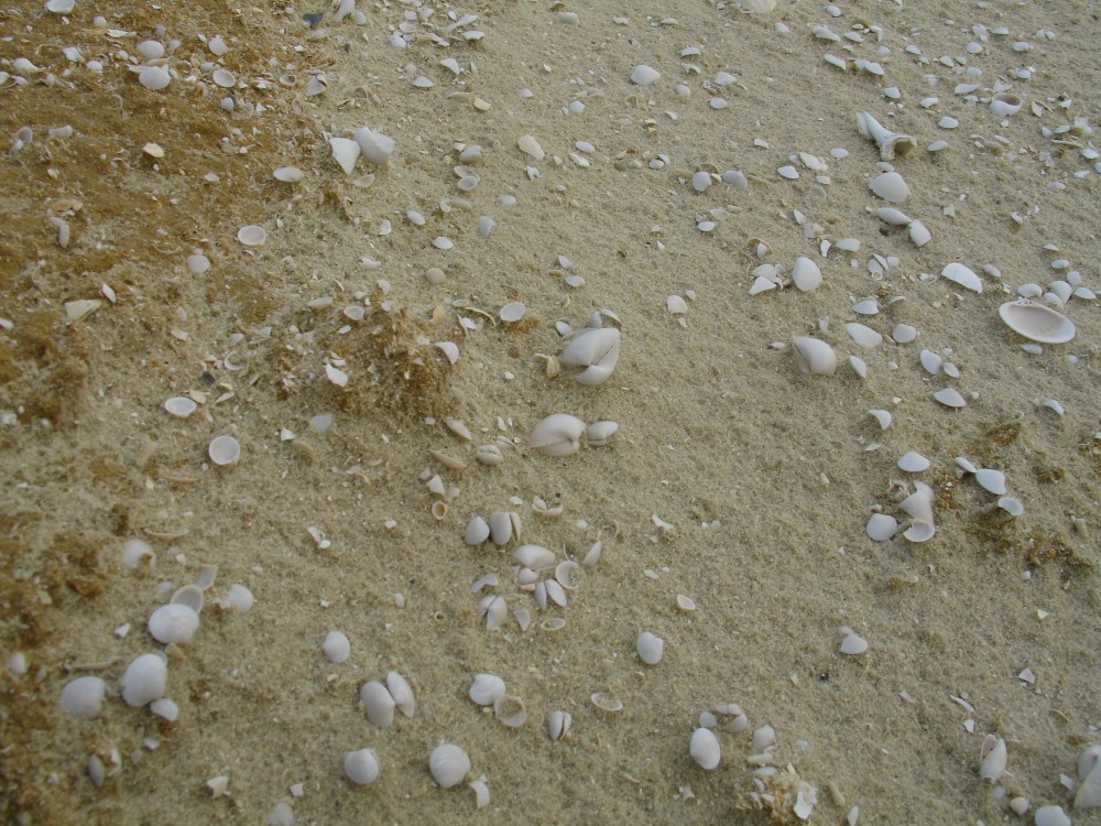 bivalves_n_situ_bartonien_2006_3.JPG