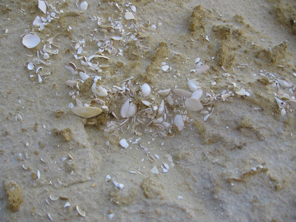 bivalves_n_situ_bartonien_2006_4.jpg