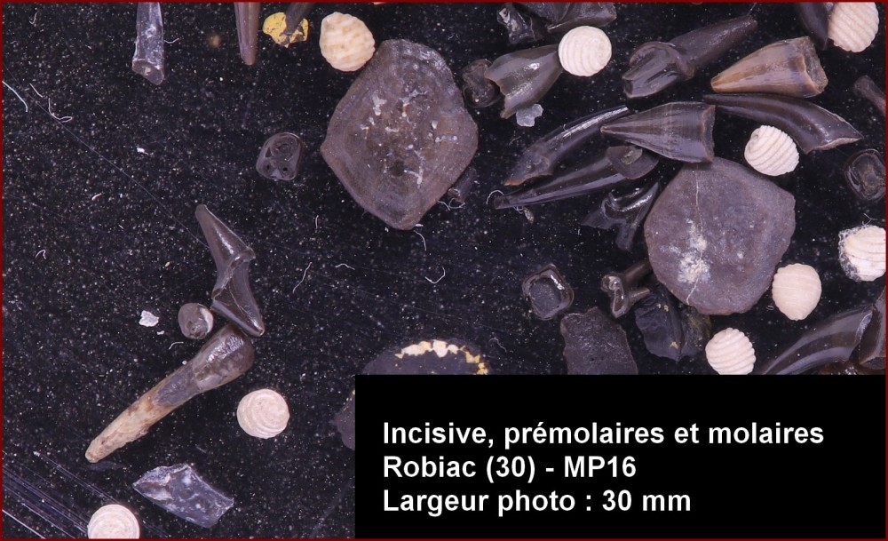 canines_robiac_couche_inf2.jpg