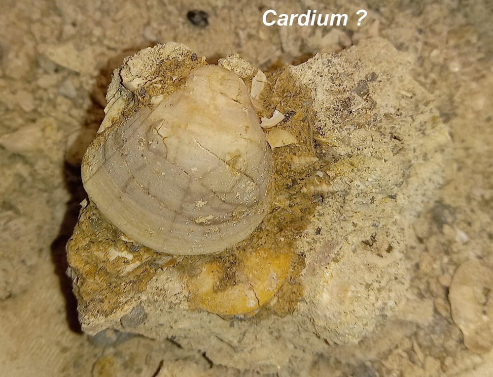 cardium.jpg