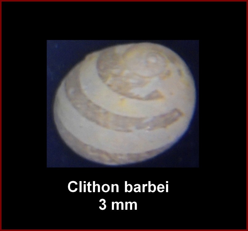clithon_barbei.thumb.jpg.e4454746727fbf7bbb39a56c8ba7402a.jpg