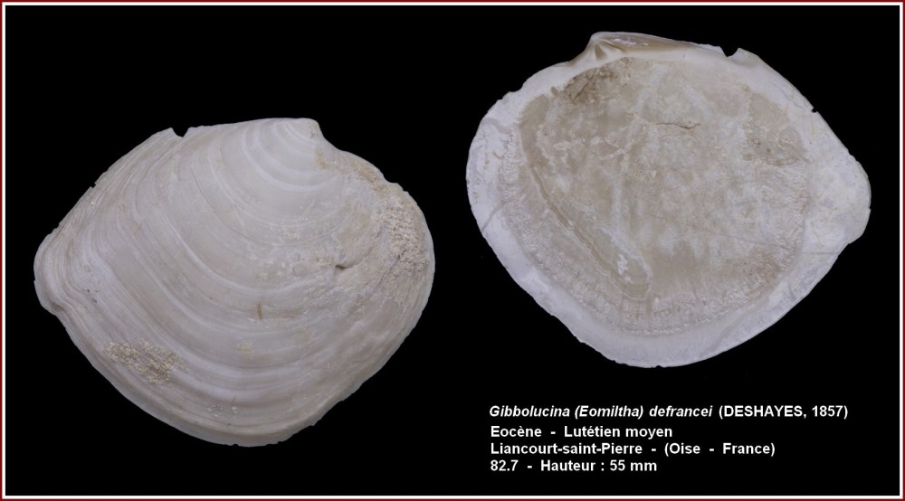 gibbolucina defrancei_groux.jpg