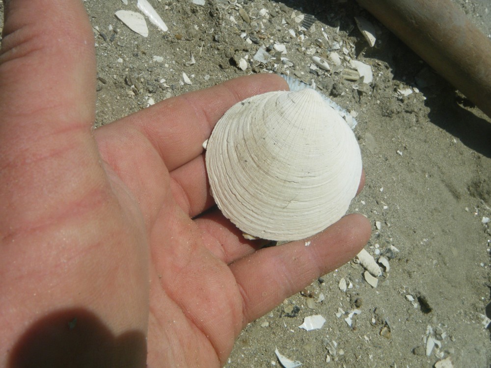 kallo_09_07_2013 (108).JPG