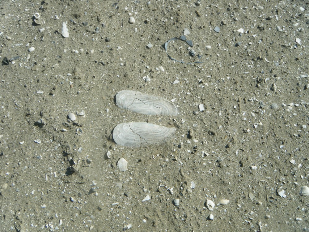 kallo_09_07_2013 (25).JPG