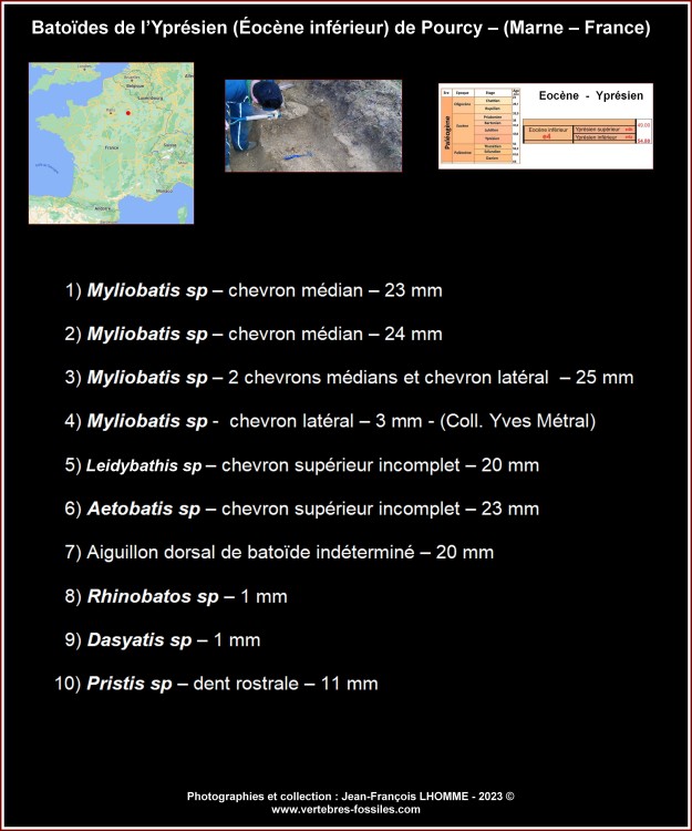legende_batoides_ypresien_pourcy.thumb.jpg.40885fa6f1a35d253cf6bb2175420b64.jpg