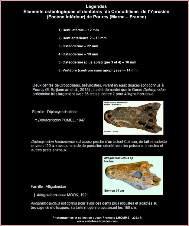 legende_crocodiliens_pourcy.thumb.jpg.632b7179a78cab28fa85008601a2bec3.jpg
