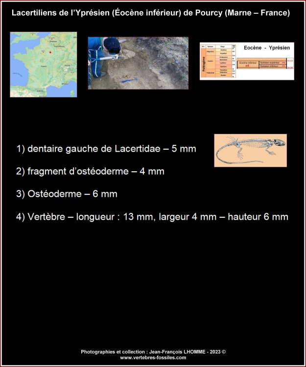 legende_lacertiliens_pourcy.thumb.jpg.935a4f2aaadd5f740bf479cf716e835a.jpg