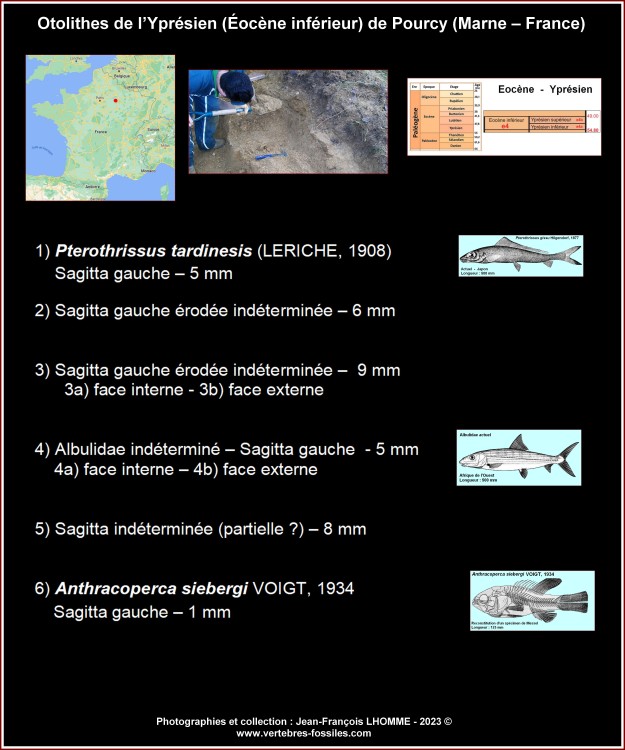 legende_otolithes_pourcy1.thumb.jpg.5ecc48905303f2214de28d99a8d62bb4.jpg
