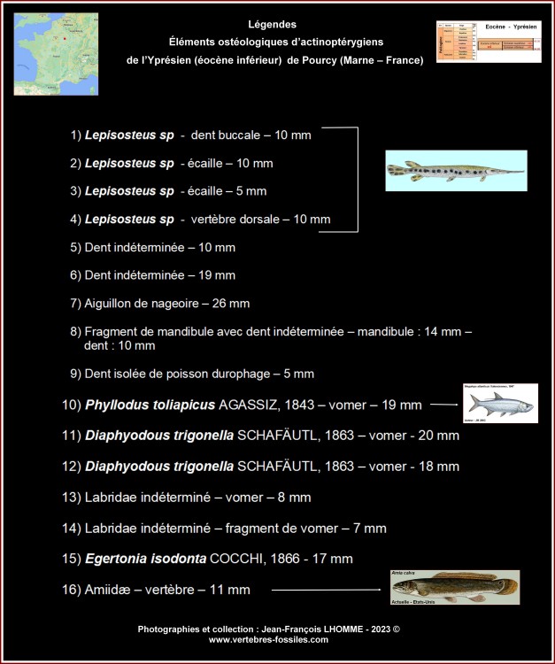 legende_poisson_osseux_pourcy.thumb.jpg.fe76629de1d82e13875af48546c346e1.jpg