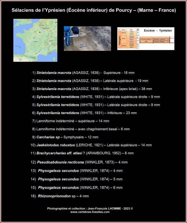 legende_selaciens_pourcy.thumb.jpg.79bfbec52b9b0a3ffb735aa96650a2de.jpg