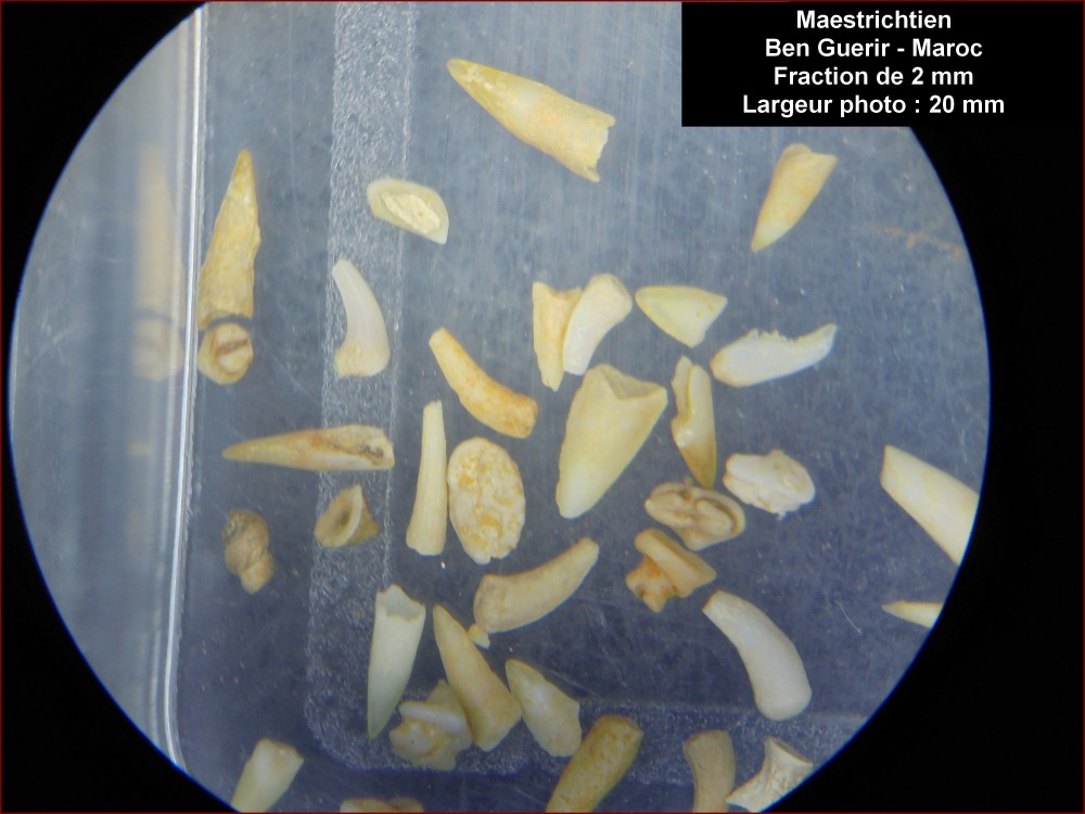 maestrichtien_ben_guerir_2mm.jpg