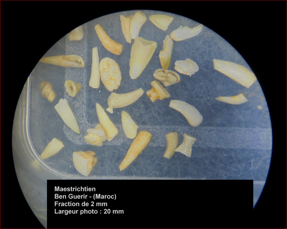 maestrichtien_ben_guerir_2mm2.jpg