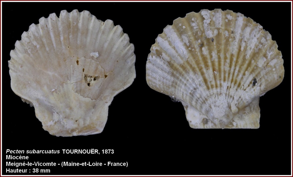 pecten_subarcuatus.jpg