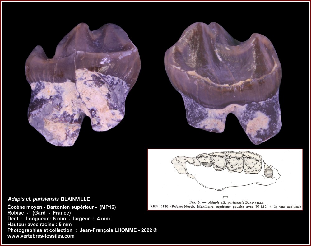 pl_adapis_parisiensis2_robiac.jpg