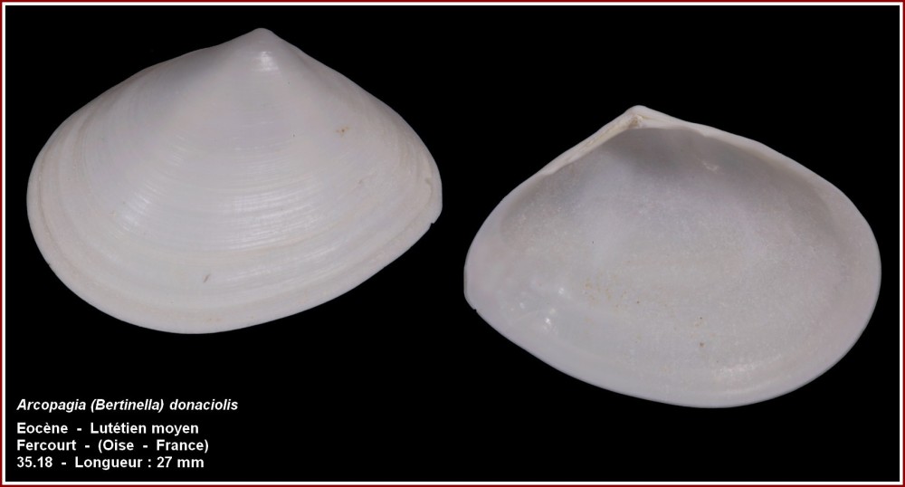 pl_arcopagia_donaciolis_fercourt.jpg