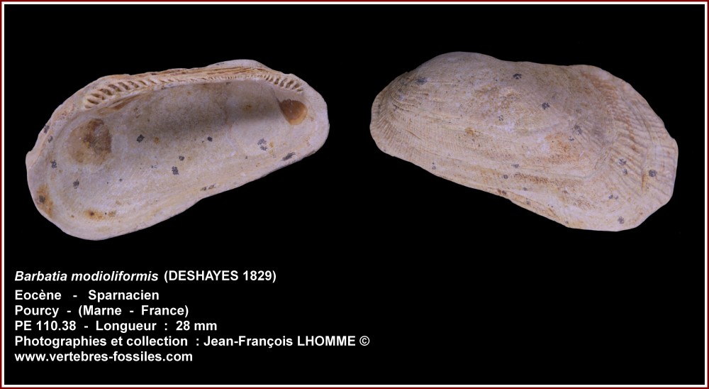 pl_barbatia_modioliformis_pourcy2.jpg