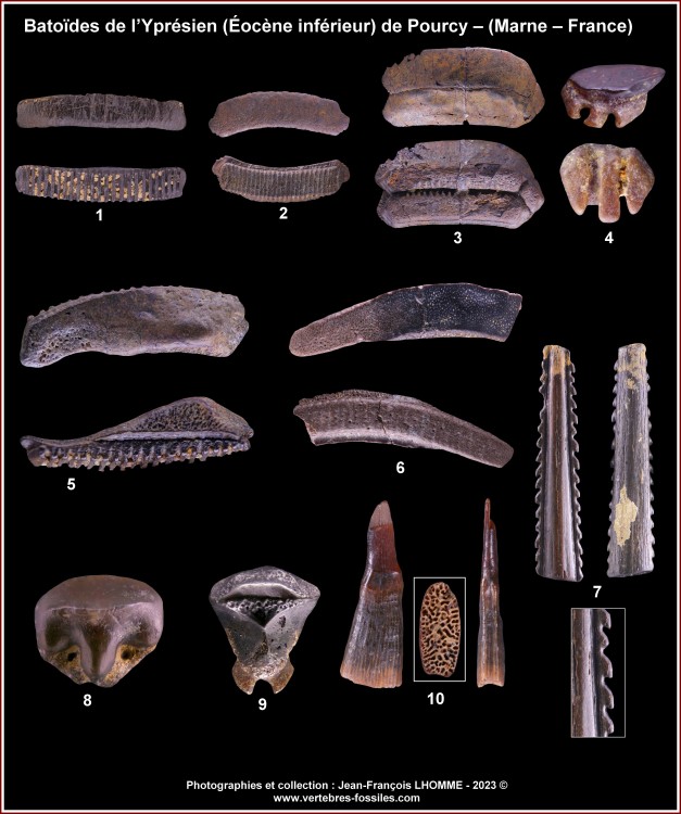 pl_batoides_ypresien_pourcy_2.thumb.jpg.a51c962731767462ccd7646a9edf273f.jpg
