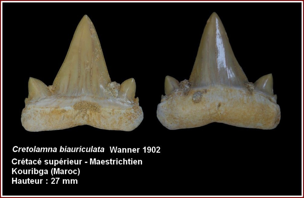 pl_biauriculata_maroc.jpg