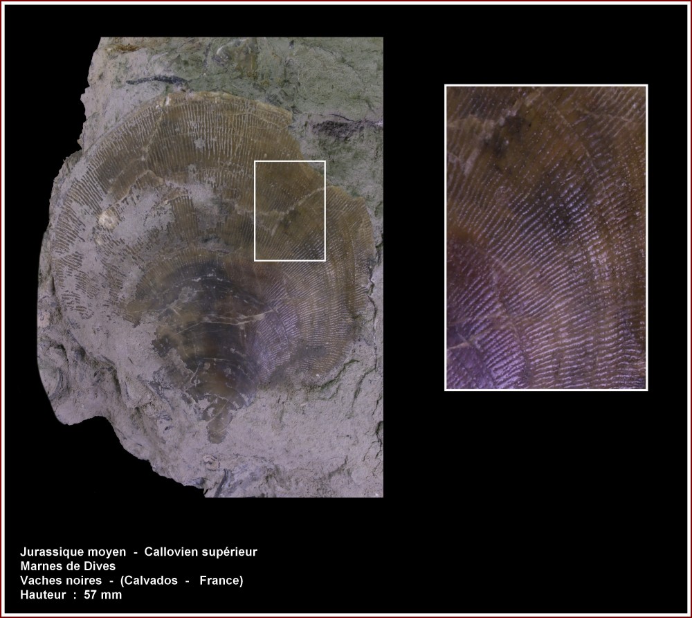 pl_bivalve_callovien.jpg