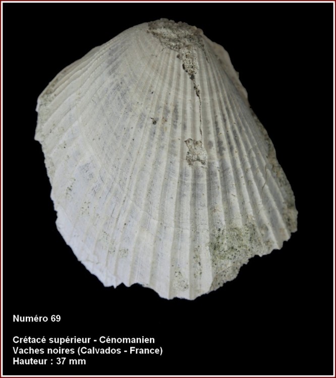 pl_bivalve_cenovsm1.jpg