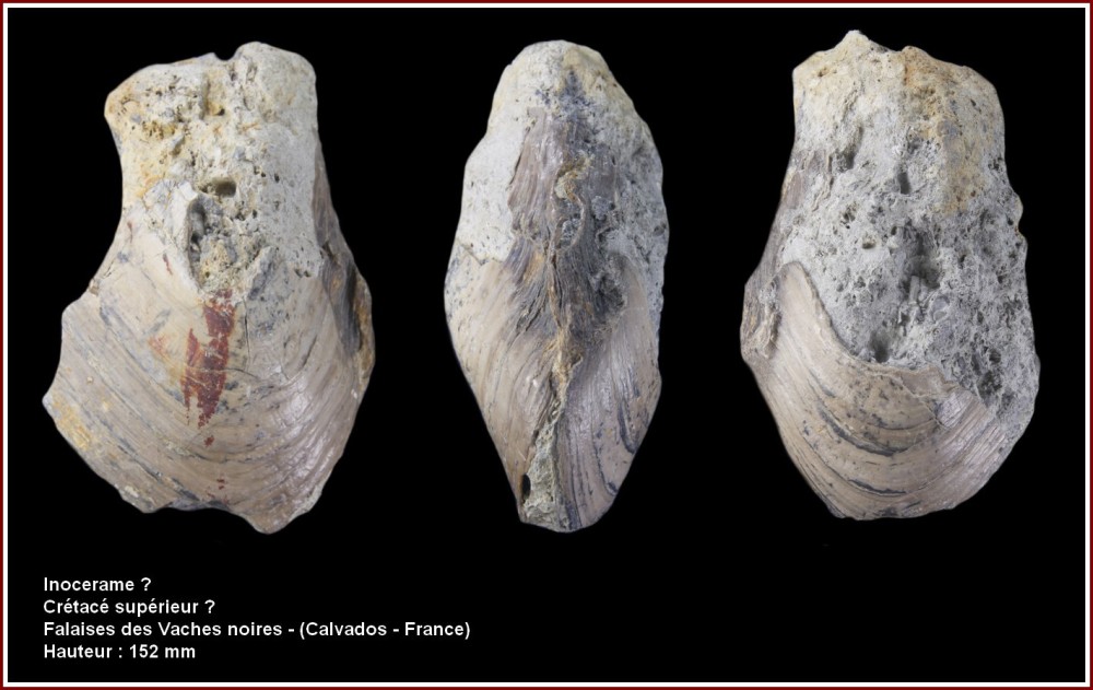 pl_bivalve_cretace_vsm.jpg