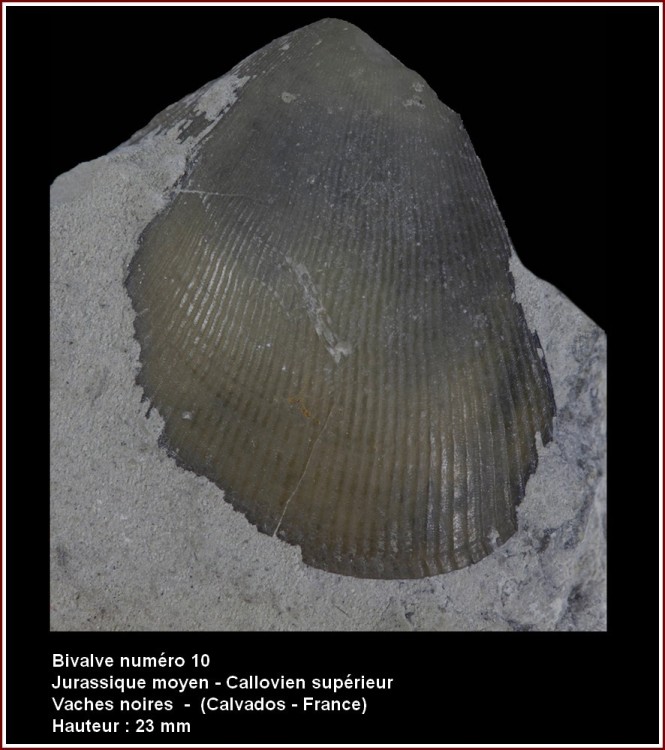 pl_bivalve_num10.jpg