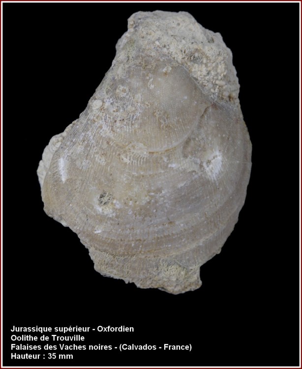pl_bivalve_oxf1.jpg