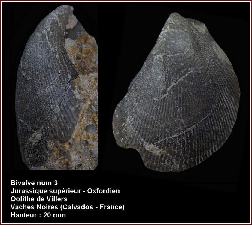 pl_bivalve_oxf3.jpg