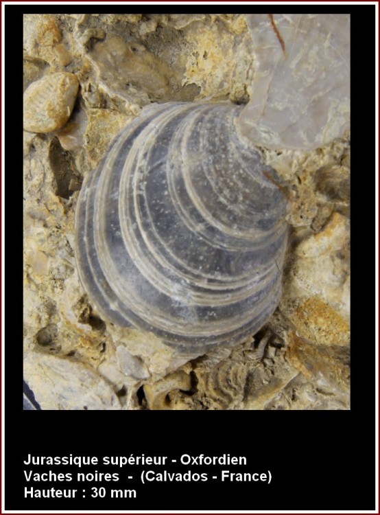 pl_bivalve_oxf_vsm.jpg