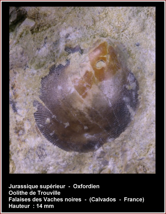 pl_bivalve_oxfordien_vsm.jpg