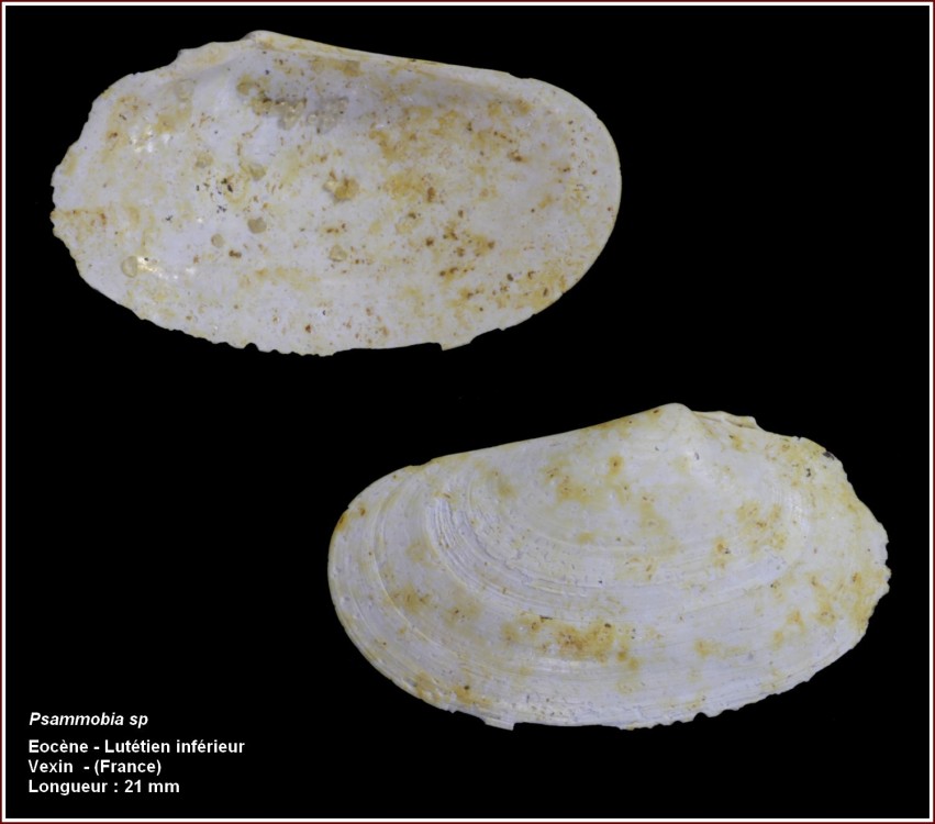 pl_bivalve_vexin1.jpg