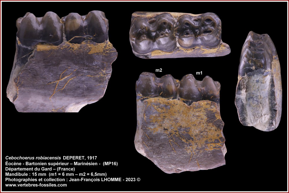 pl_cebochoerus_robiacensis_mandiuble2.jpg