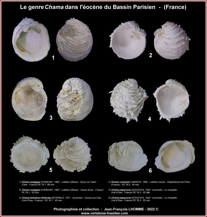 pl_chama_eocene_bp2.jpg
