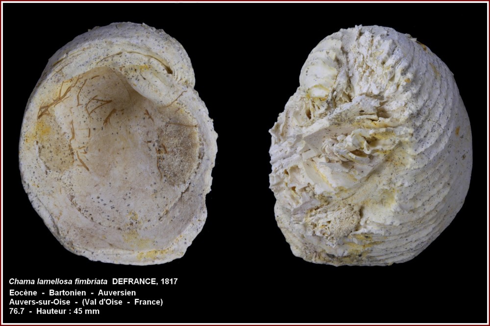 pl_chama_lamellosa_fiimbriata.jpg