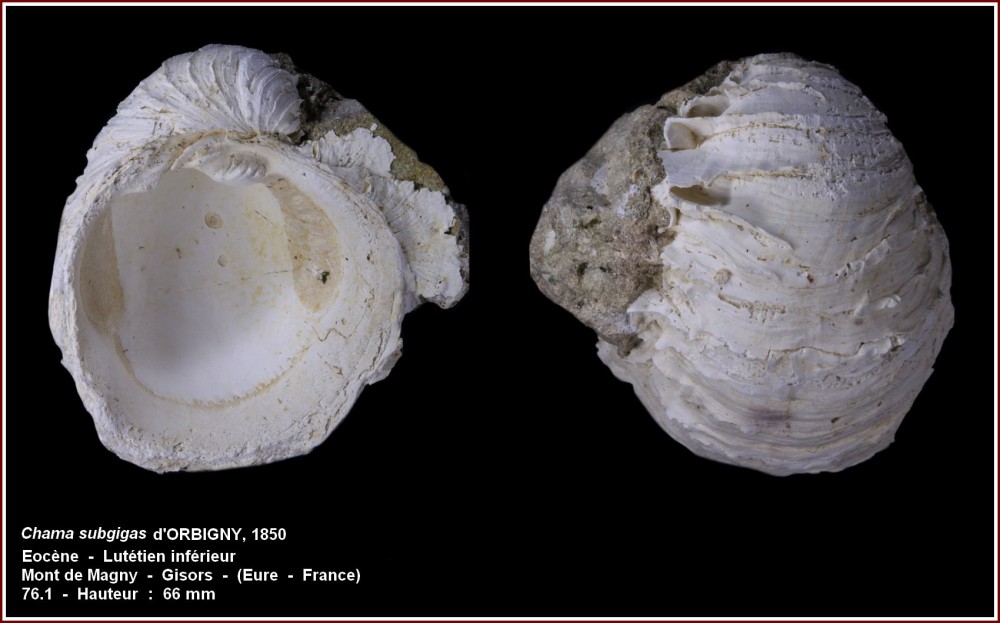 pl_chama_subgigas_gisors.jpg