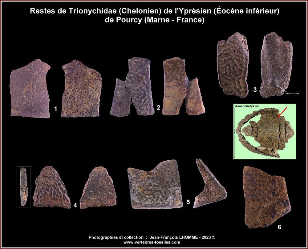 pl_cheloniens_pourcy2.thumb.jpg.28b26a548d1648590fd920292619a472.jpg