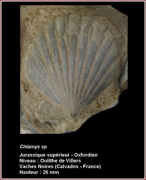 pl_chlamys2_oxf.jpg