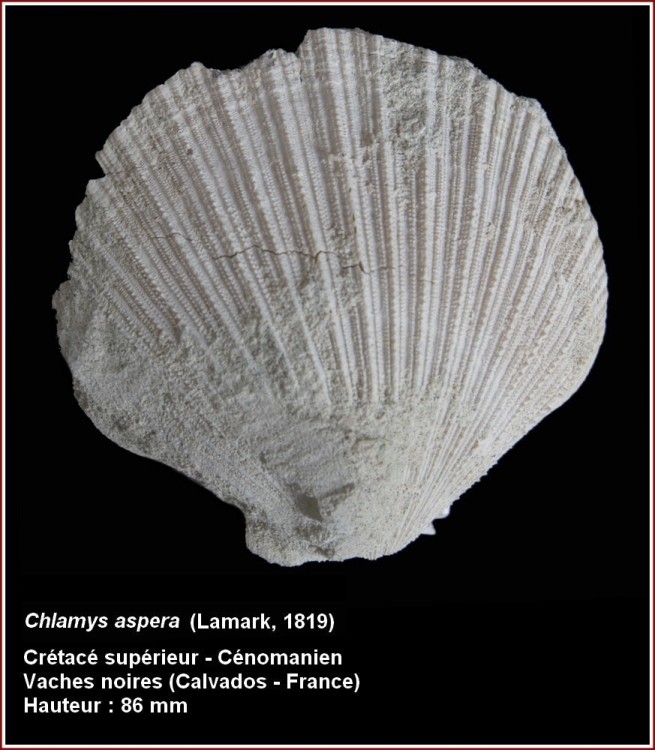 pl_chlamys_aspera_vsm.jpg