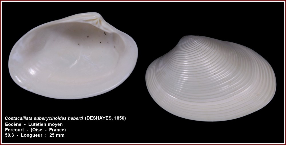 pl_costacallista_suberycinoides heberti_fercourt.jpg