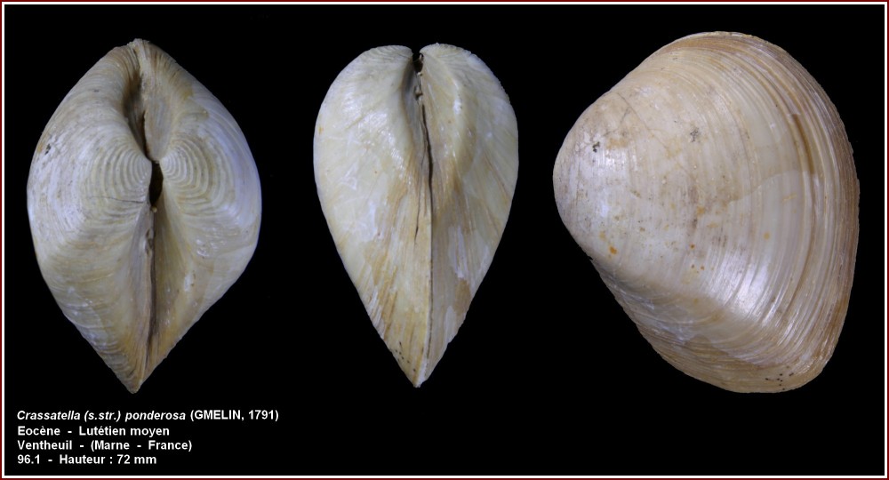 pl_crassatella_ponderosa_ventheuil.jpg