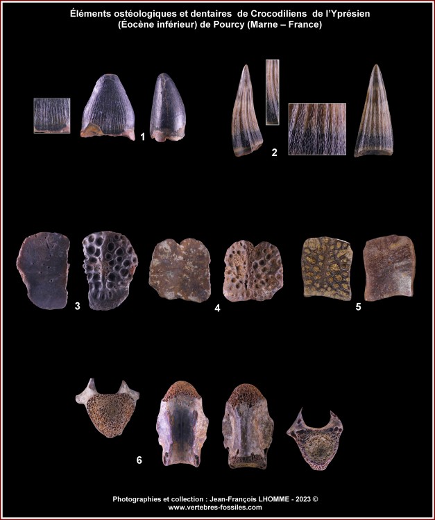 pl_crocodiliens_pourcy.thumb.jpg.96750a37e6f7879b4fe3f16007867716.jpg