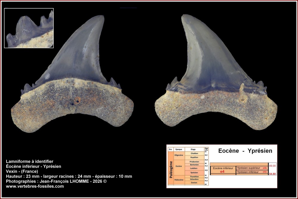 pl_dent_lamniforme_inconnue1.jpg