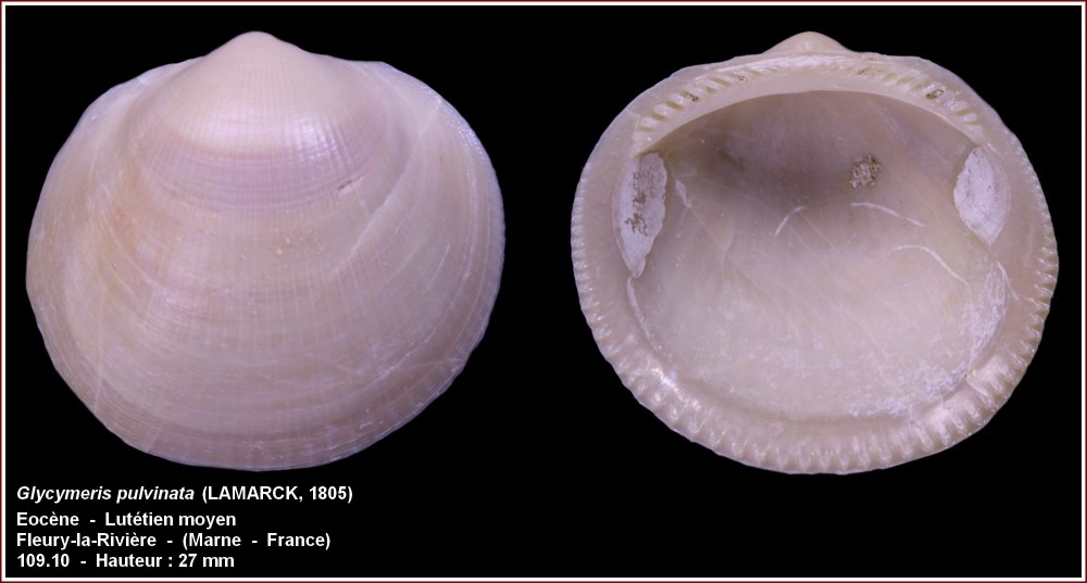 pl_glycymeris_pulvinata_fleury.jpg