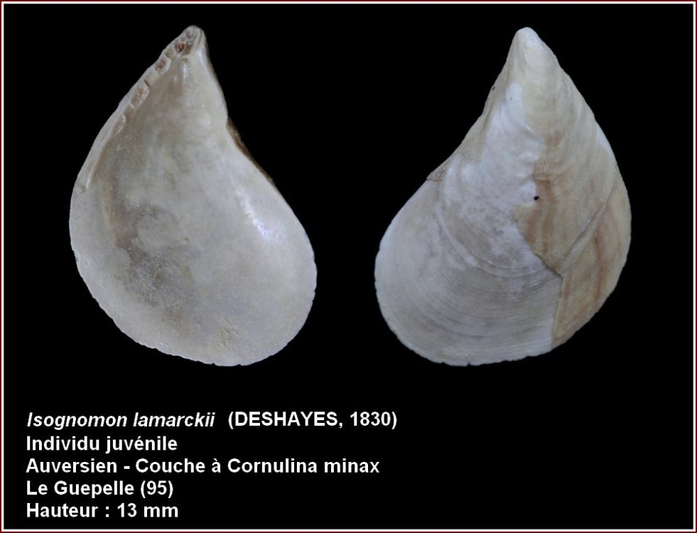 pl_isognomon_guepelle.jpg
