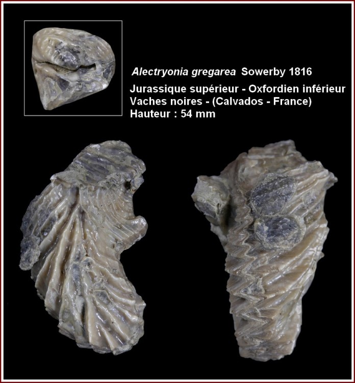 pl_lopha_greagarea.thumb.jpg.d490494c6c03f3d36965b8a324cb1f34.jpg