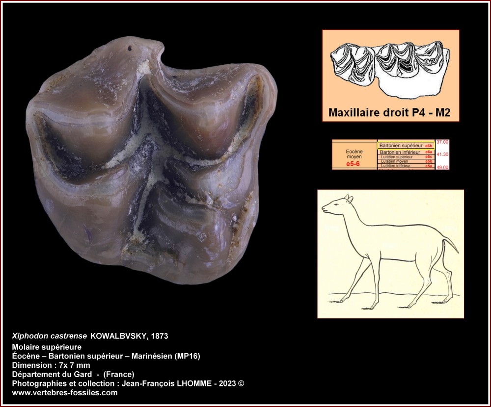 pl_molsup_xiphodon_rob.jpg