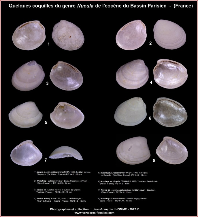 pl_nucula_eocene_bp2.jpg